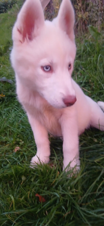 Siberian husky puppies