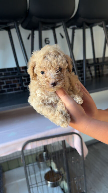 1 beautiful male puppie