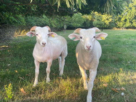 Registered Wiltshire Horn Ram Lambs