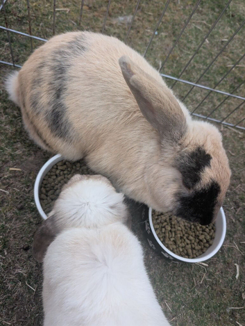 Female mixed breed rabbit