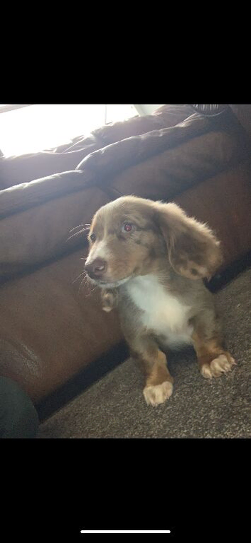 1 beautiful male dash hound puppy ready to leave for his forever home in Salford
