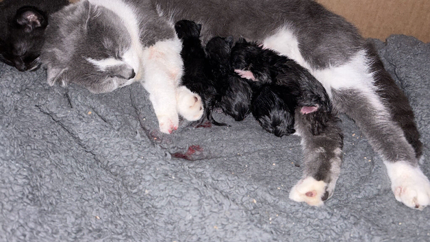 Four Little x Scottish folds