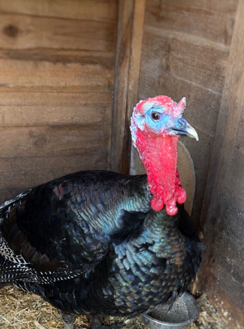 Turkey for rehoming