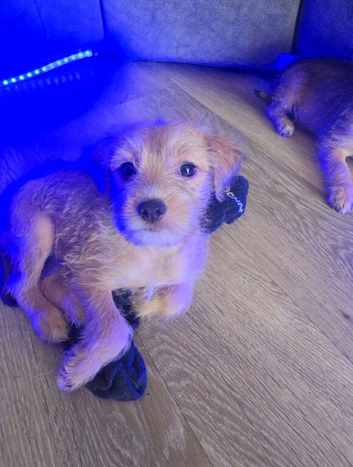 Jack Russell x Yorkshire terrier pups
