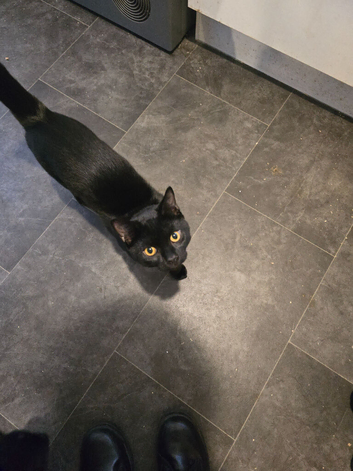 7 month old kitten