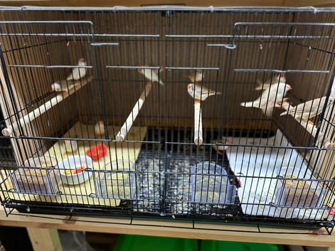 Final Batch of This Year's Finches - Ready to Go!
