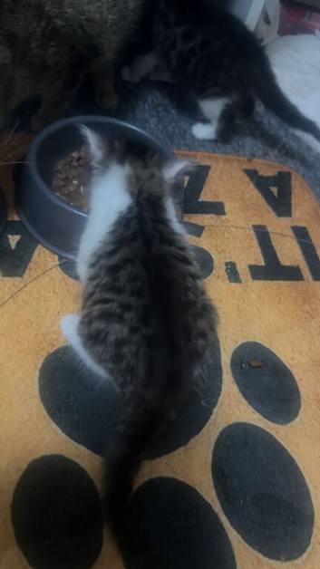 4 kittens for sale 2 boys 2 girls