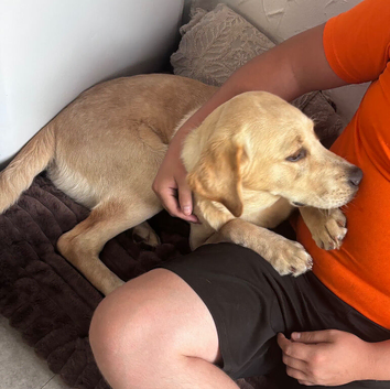 Girl Labrador