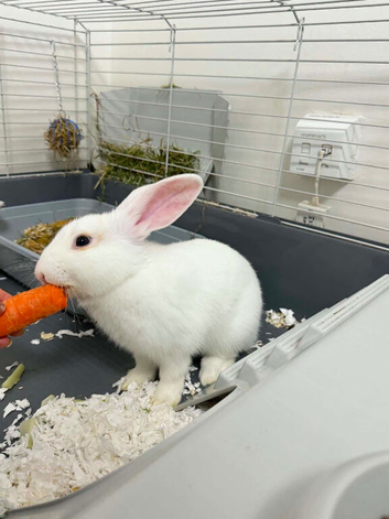 Little boy rabbit very cute and friendly