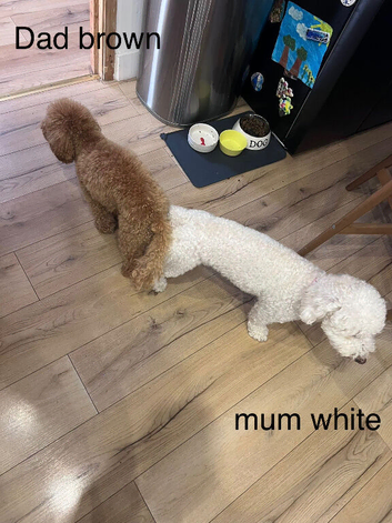 maltipoo puppies for sale