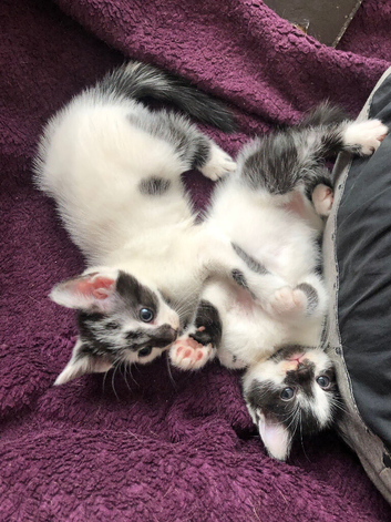 Cute furry kittens