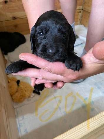 Sprocker spaniels puppies