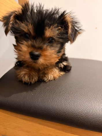 YORKSHIRE TERRIER ONLY BOY