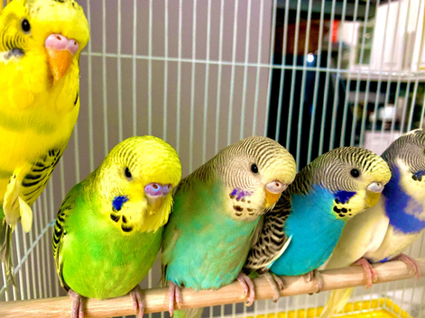 Beautiful Baby Budgies & Cages Various. Mutations