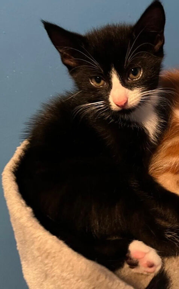 Tuxedo make kitten