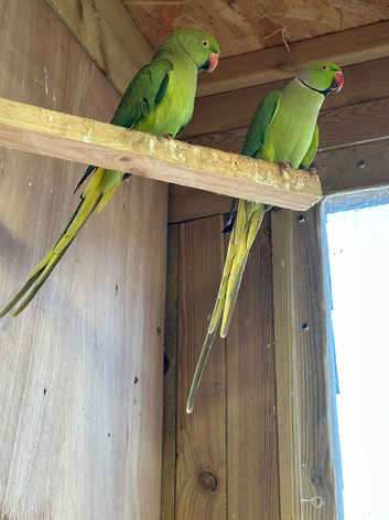 Pair of Indian ring necks
