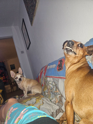 Miniature Pinscher for stud