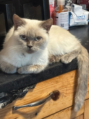 British short hair female un neutered