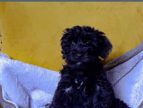Beautiful Morkie Poo pups for sale