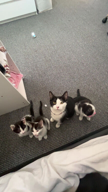 a kitten for sale