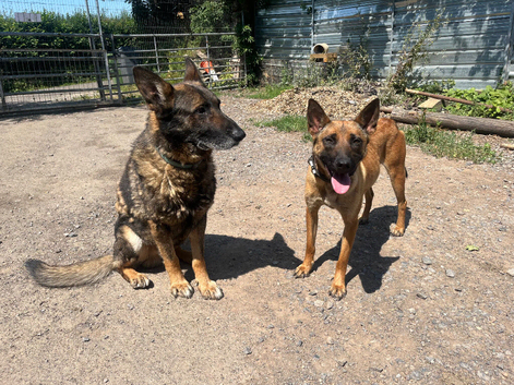 Belgian malinois x German shepherd pups