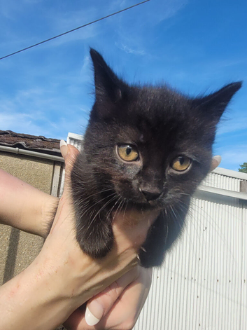 3 x fluffy Black kittens 9 weeks old