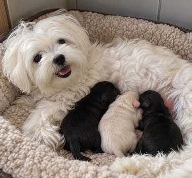 Adorable Maltipoo puppies