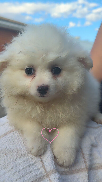 Pom pups