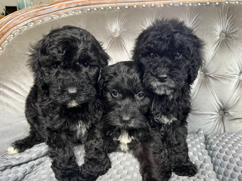 Black Cavapoo puppies