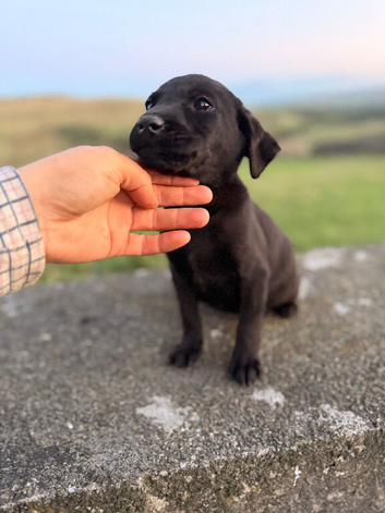 One kc gorgeous Labrador pup still available