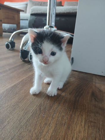 4 beautiful kittens