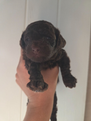 Cavapoo pups dark chocolate brown