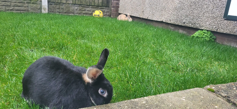 Hazel & Harper &ndash; Bonded Mother & Daughter Rabbits Looking for a Loving Home