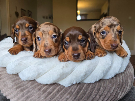 KC registered miniature dachshund puppies