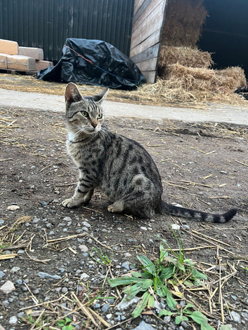 Bengal female