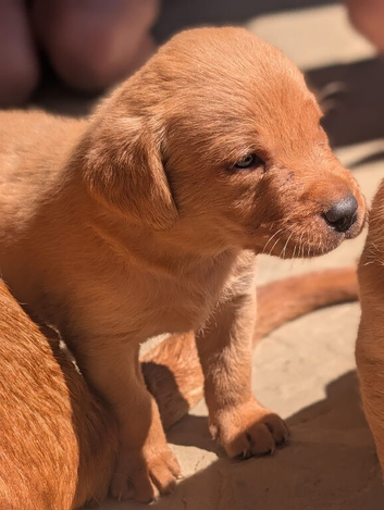 Labrador puppies for sale