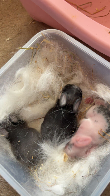 Mini lop bunny babies