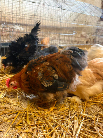 Pekin Bantams