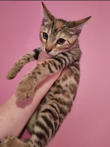 Rare Torbie Bengal Kittens