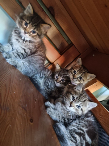 Kittens