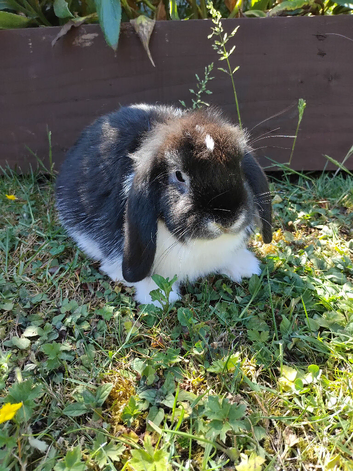 Purebred baby mini lop doe ready now