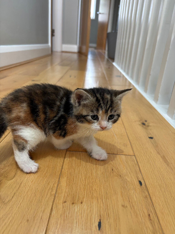 4 beautiful kittens ready to go