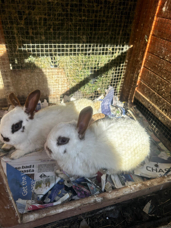 Rabbit for sale