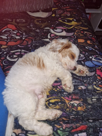 17 week old male cockapoo