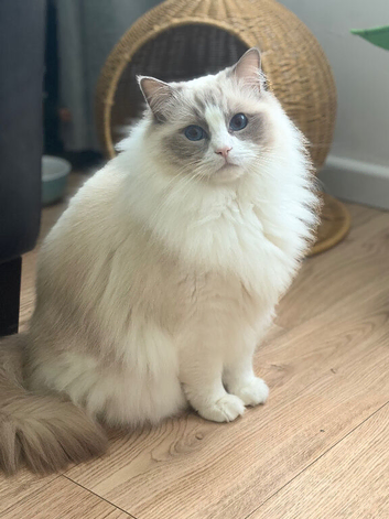Tica registered ragdoll siblings 3 years old