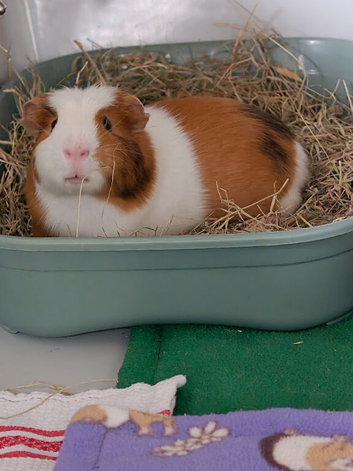 Male guinea pig for rehome