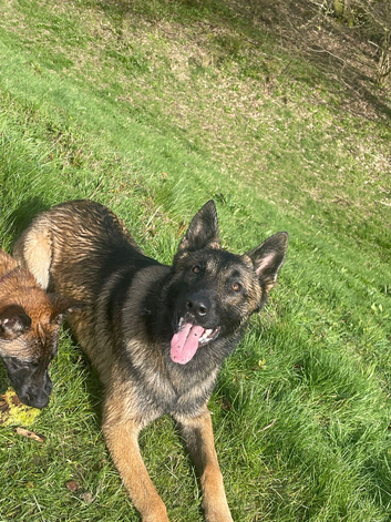 2x Belgian mal 18 month male 7 month female