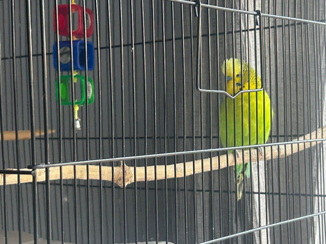 Male and female budgies