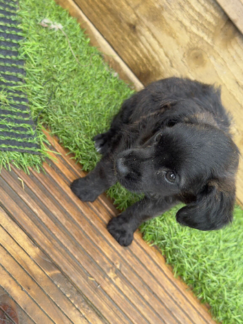 Selling my beautiful Jack Russell
