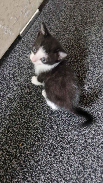 Kitten for sale
